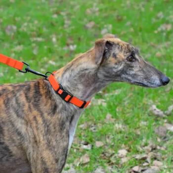 Collar Barksi Ukraine - buy, prices for MasterZoo - photo 2