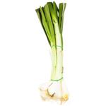 Vegetables onion sterling white fresh