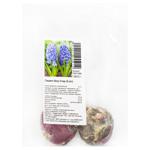 Blue Star Garden Hyacinth Bulbs 2pcs