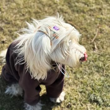 Панама для собак Hat-Dog Ананас р.L бежевий - купити, ціни на MasterZoo - фото 6