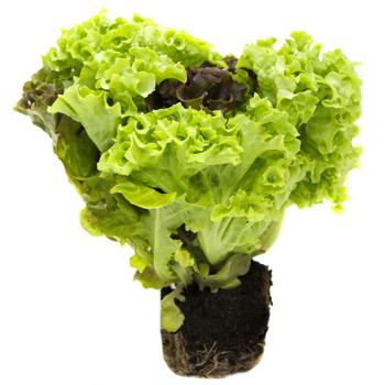 Galicia Greenery Trio Fresh Salad in Pot 130g - buy, prices for Auchan - photo 2