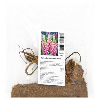 Lupine The Chatelaine Rhizome 1pc - buy, prices for Za Raz - photo 1