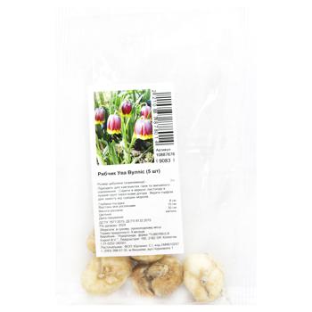 Bulb of Fritillaria Uva Vulpis 5pcs - buy, prices for MegaMarket - photo 1