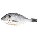 Fish gilt-head bream fresh