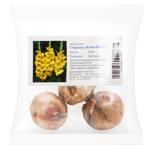 Yellow Gladiolus Bulbs 3pcs