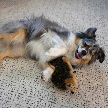 Outward Hound Hedgehog Plush Dog Toy with Squeaker 18cm - buy, prices for MasterZoo - photo 3
