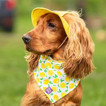 Hat-Dog Panama Hat for Dogs s.XL Yellow - buy, prices for MasterZoo - photo 4