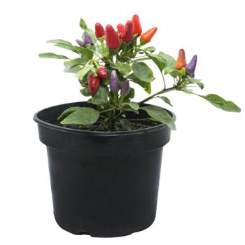 Hot Pepper in Pot - buy, prices for - photo 2