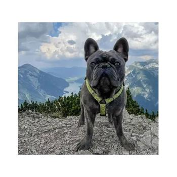 Max and Molly H-Harness Ківі шлея для собак 43-51 см - різнокольоровий - купить, цены на MasterZoo - фото 7