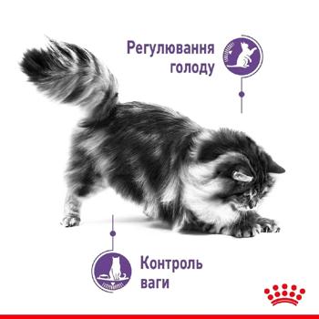 Набор корма Royal Canin Appetite Control для стерилизованных кошек выпрашивающих сухой 2кг + влажный 4шт х 85г - купить, цены на MasterZoo - фото 3