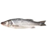 Seabass 800-1000g