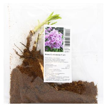 Phlox Spatsammer Rhizome 1pcs