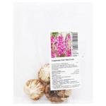 Бульбоцибулини гладіолуса Світ Лав 3шт