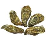 Устрица ФДК Марен-Олерон №3