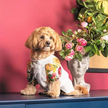 Pet Fashion Соломія сорочка для собак XS - купити, ціни на MasterZoo - фото 5