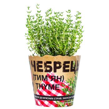 Тимьян в горшке 200г - купить, цены на Auchan - фото 1