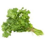 Greens cilantro fresh