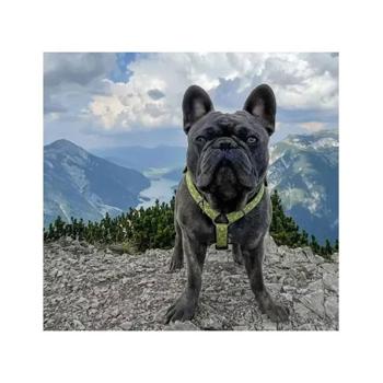 Max and Molly Polyester H-Shaped Harness for Dogs 28-40cm / 33,5-41cm / 10mm with Kiwi Print - buy, prices for MasterZoo - photo 6