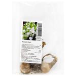 White Flowers Bulbs 3pcs