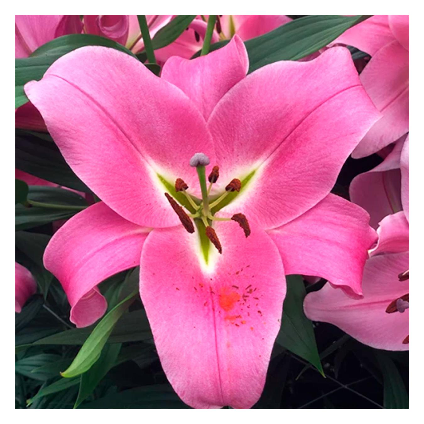 Фото товару