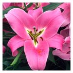 Лілія OT гібрид гігантська Corinthe 1шт