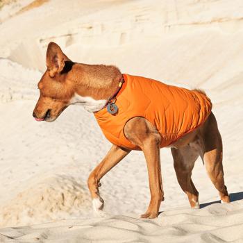 Pet Fashion E.Vest Vest for Dogs s.S Orange - buy, prices for MasterZoo - photo 5