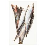 Freshly Frozen Sardine with Head