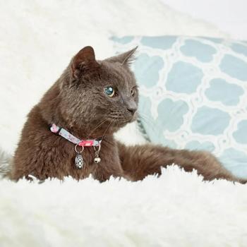 Collar Max and molly Germany - buy, prices for MasterZoo - photo 3