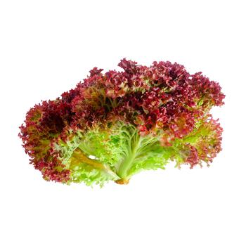 Lollo Rossa Lettuce - buy, prices for EKO Market - photo 1