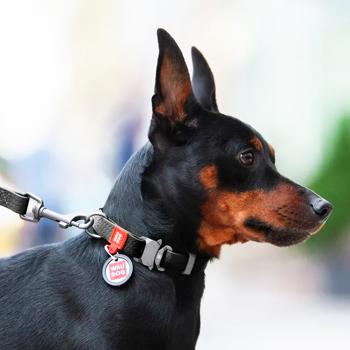 Нашийник для собак Collar Waudog Waterproof XL - чорний - купити, ціни на MasterZoo - фото 4