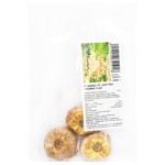 The Great Queen Gladiolus Bulbs 3pcs