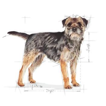 Корм сухий Royal Canin Mini Sterilized Adult для стерилізованих собак малих порід із зайвою вагою 3кг - купити, ціни на MasterZoo - фото 2