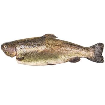 Trout 400-600 - buy, prices for - photo 1