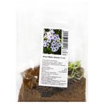 Mike's Favorite Phlox Rhizome