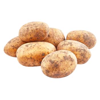 White Рotatoes - buy, prices for NOVUS - photo 1
