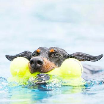 Kong AirDog Squeaker Bone Toy for Dogs M 15.9cm - buy, prices for MasterZoo - photo 2