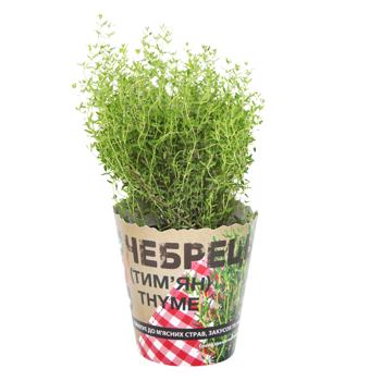 Thyme, pc - buy, prices for - photo 1