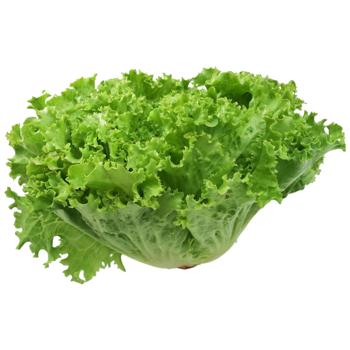 Iceberg Lettuce - buy, prices for Torba - photo 1