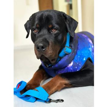 Waudog Clothes Dog Jacket s.M45 with Design Nasa21 - buy, prices for MasterZoo - photo 6