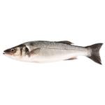 Fish seabass european fresh Greece