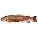 Chilled Gutted Trout 300-400g