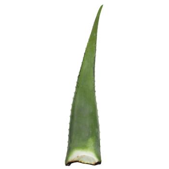 Aloe Leaf