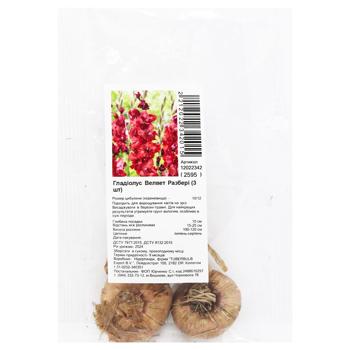 Velvet Rasberry Gladiolus Bulbs 3pcs