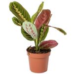 Maranta Fascinator 12/25