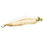 Daikon Radish