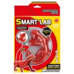 Maya Toys Lizard Anatomical Model Dissection Kit