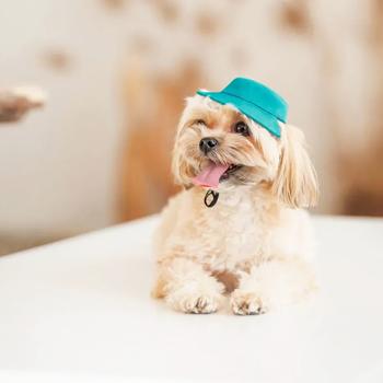 Panama Pet fashion - buy, prices for MasterZoo - photo 5