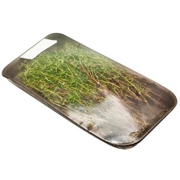 Thyme - buy, prices for - photo 3