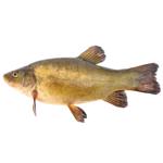 Tench Fish