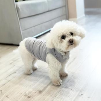 Pet Fun Tank Top for Dogs s.XS2 Gray - buy, prices for MasterZoo - photo 3